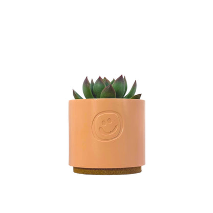 Echeveria Agavoides