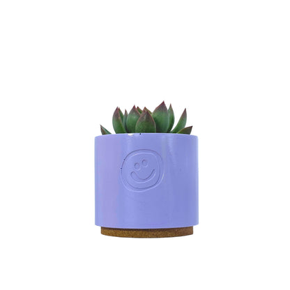 Echeveria Agavoides