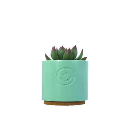 Echeveria Agavoides