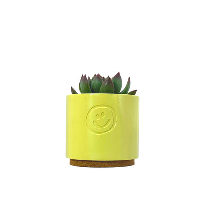 Echeveria Agavoides