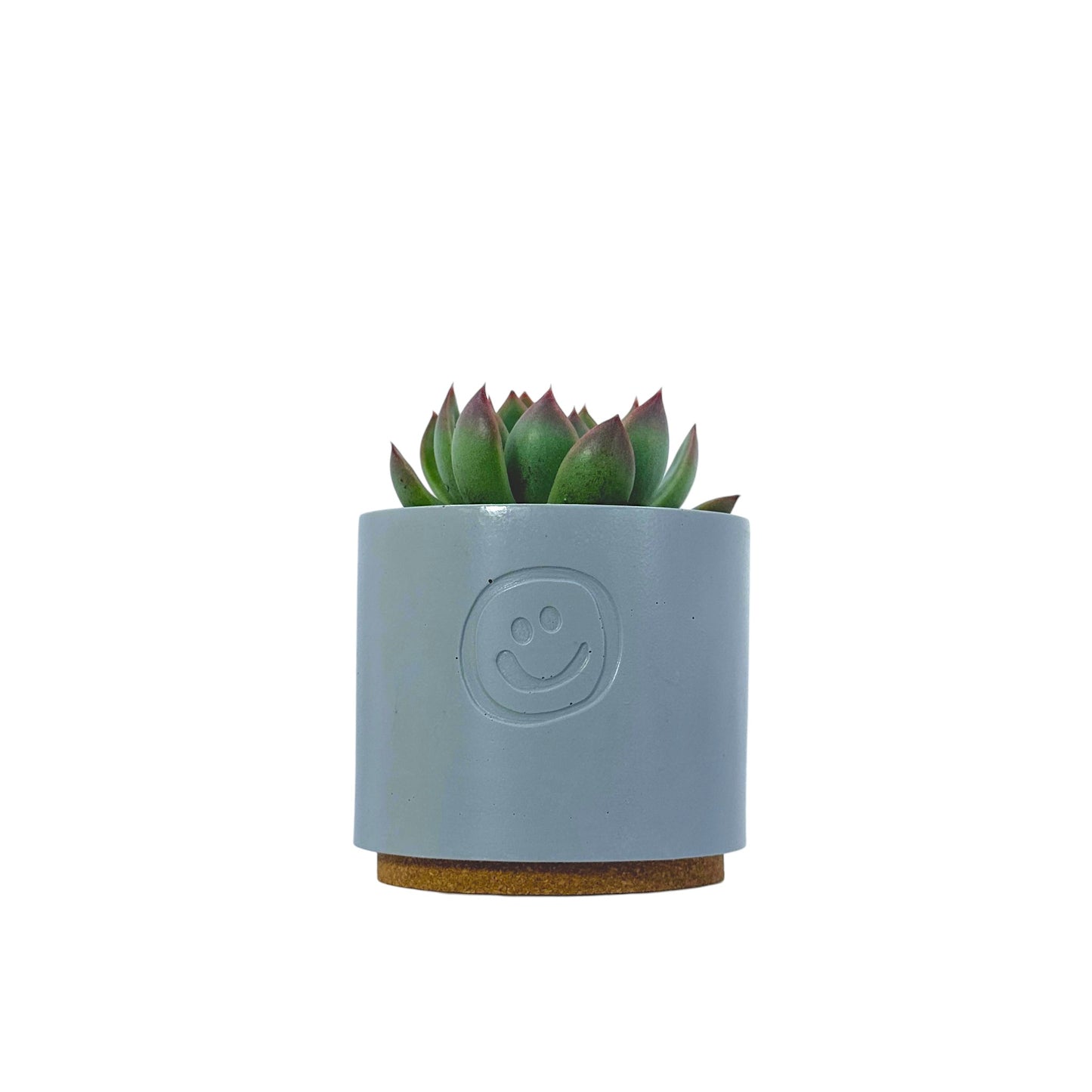 Echeveria Agavoides