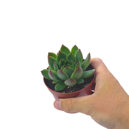 Echeveria Agavoides