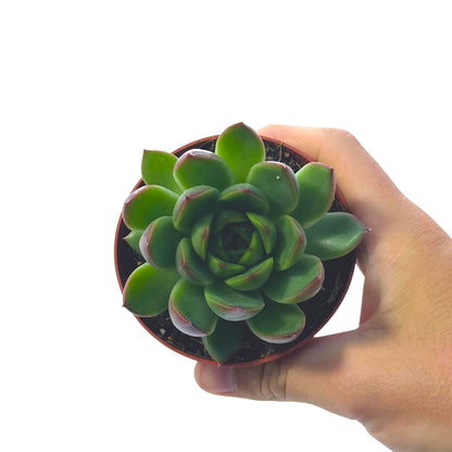 Echeveria Agavoides