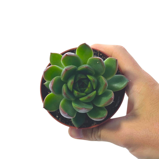 Echeveria Agavoides