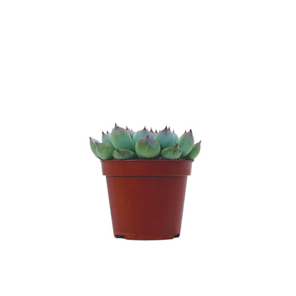 Echeveria Cats Claw