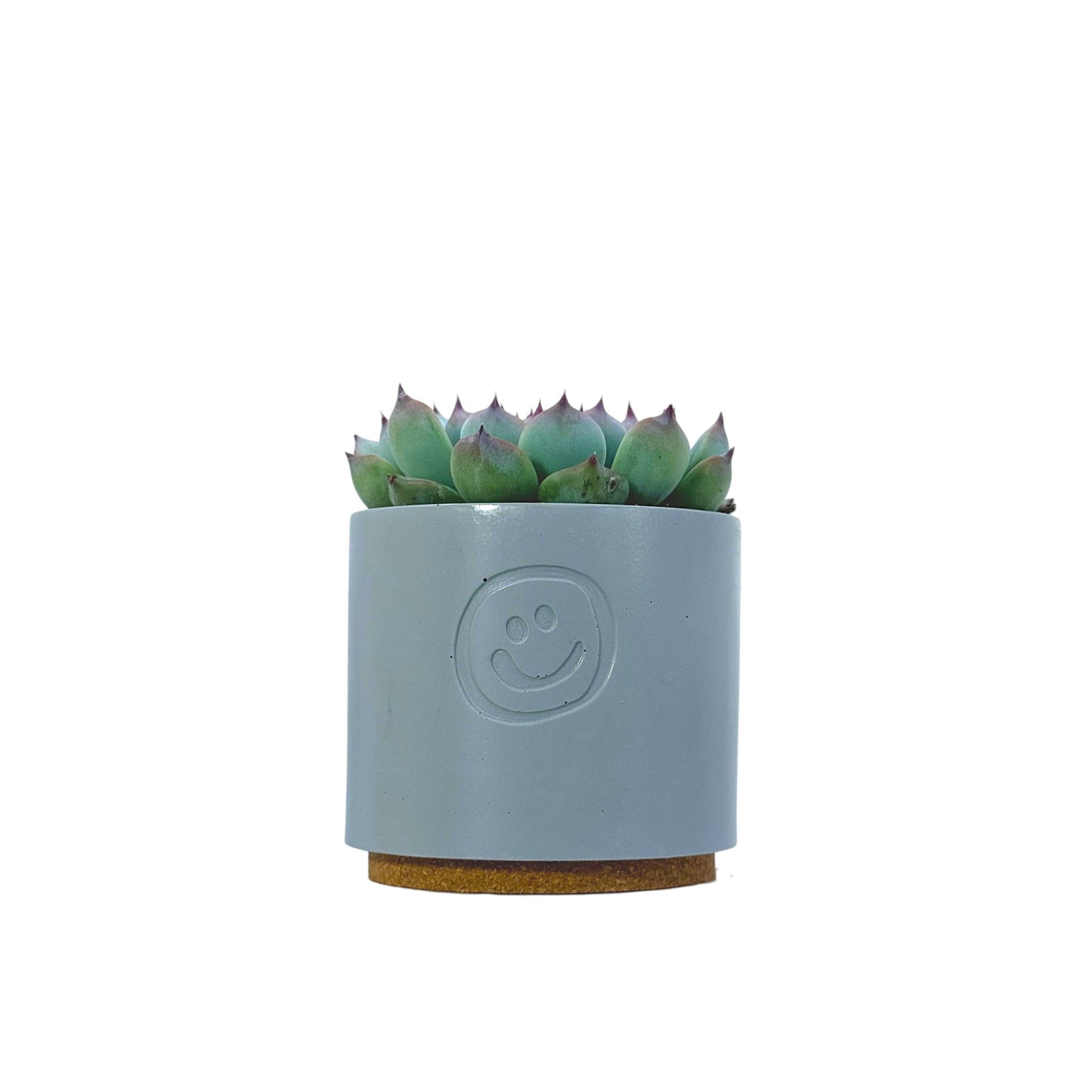 Echeveria Cats Claw