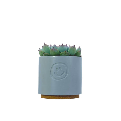 Echeveria Cats Claw