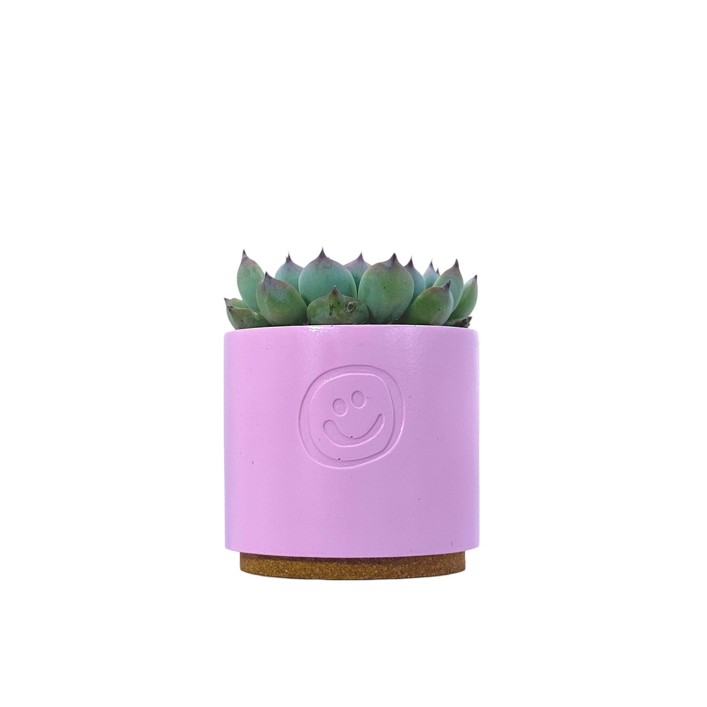 Echeveria Cats Claw