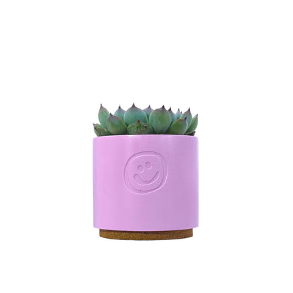 Echeveria Cats Claw