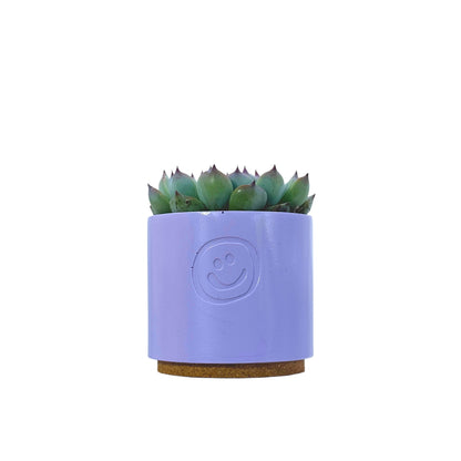 Echeveria Cats Claw