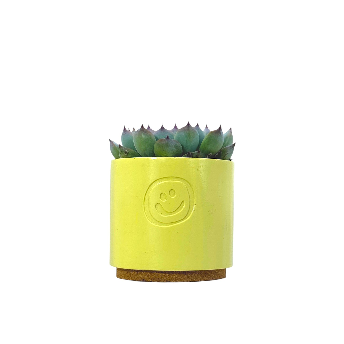 Echeveria Cats Claw