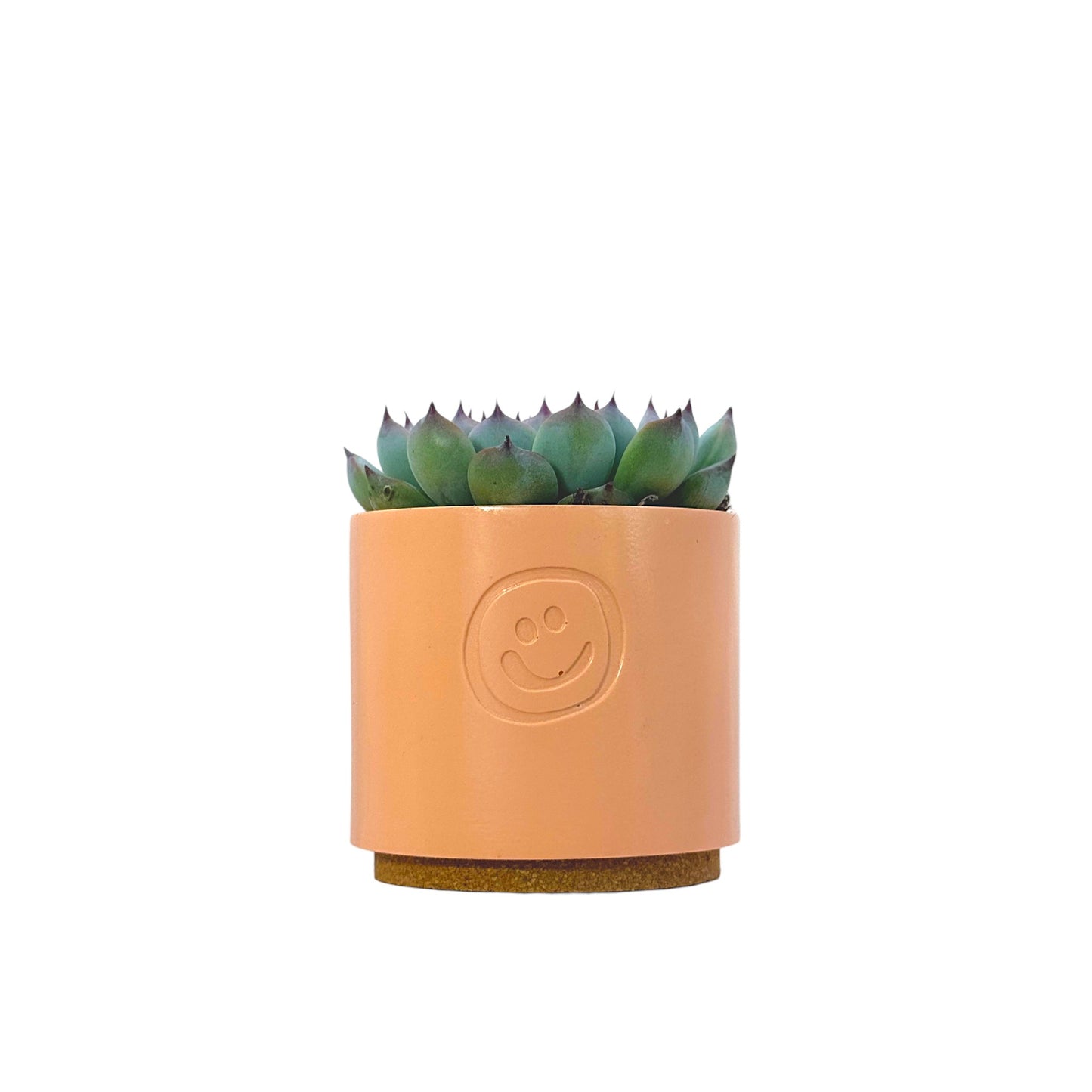 Echeveria Cats Claw