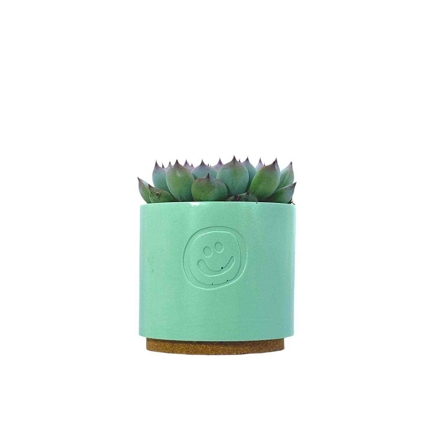 Echeveria Cats Claw