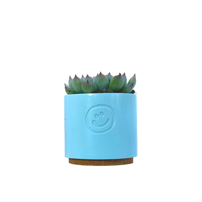 Echeveria Cats Claw