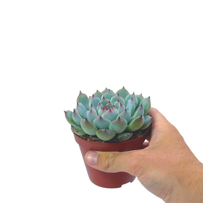 Echeveria Cats Claw