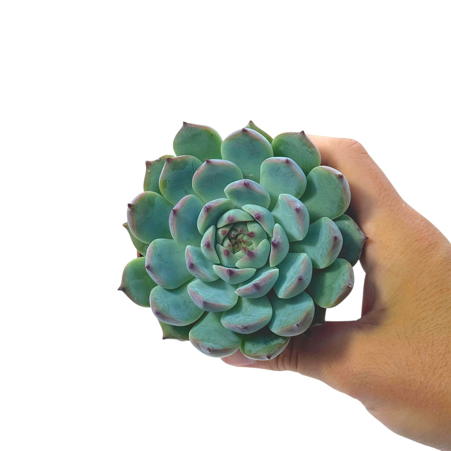 Echeveria Cats Claw