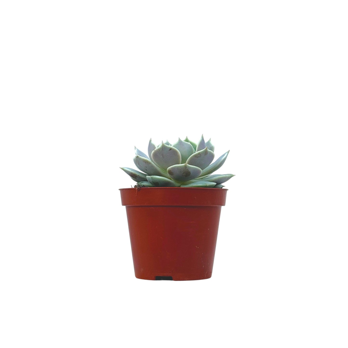 Echeveria Lola
