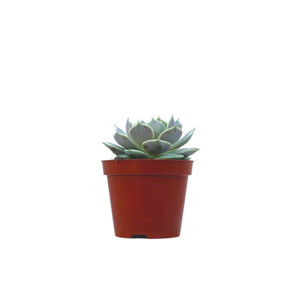 Echeveria Lola