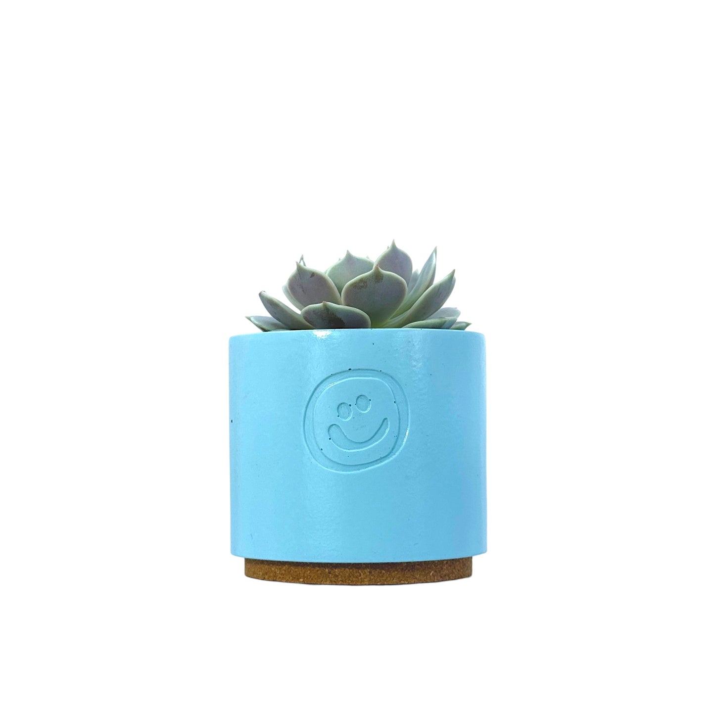 Echeveria Lola