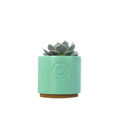 Echeveria Lola