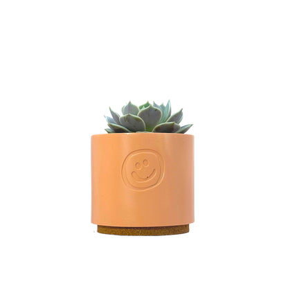 Echeveria Lola