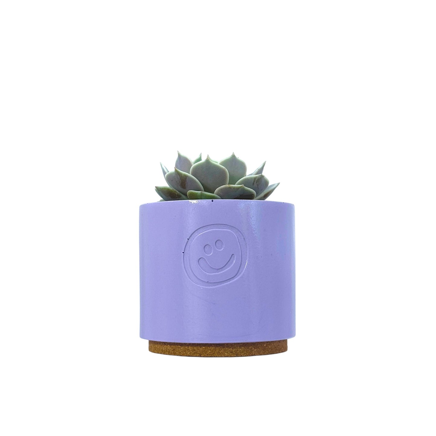 Echeveria Lola