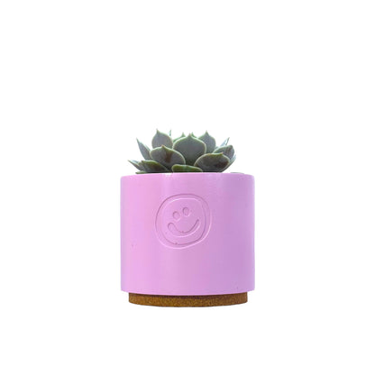 Echeveria Lola