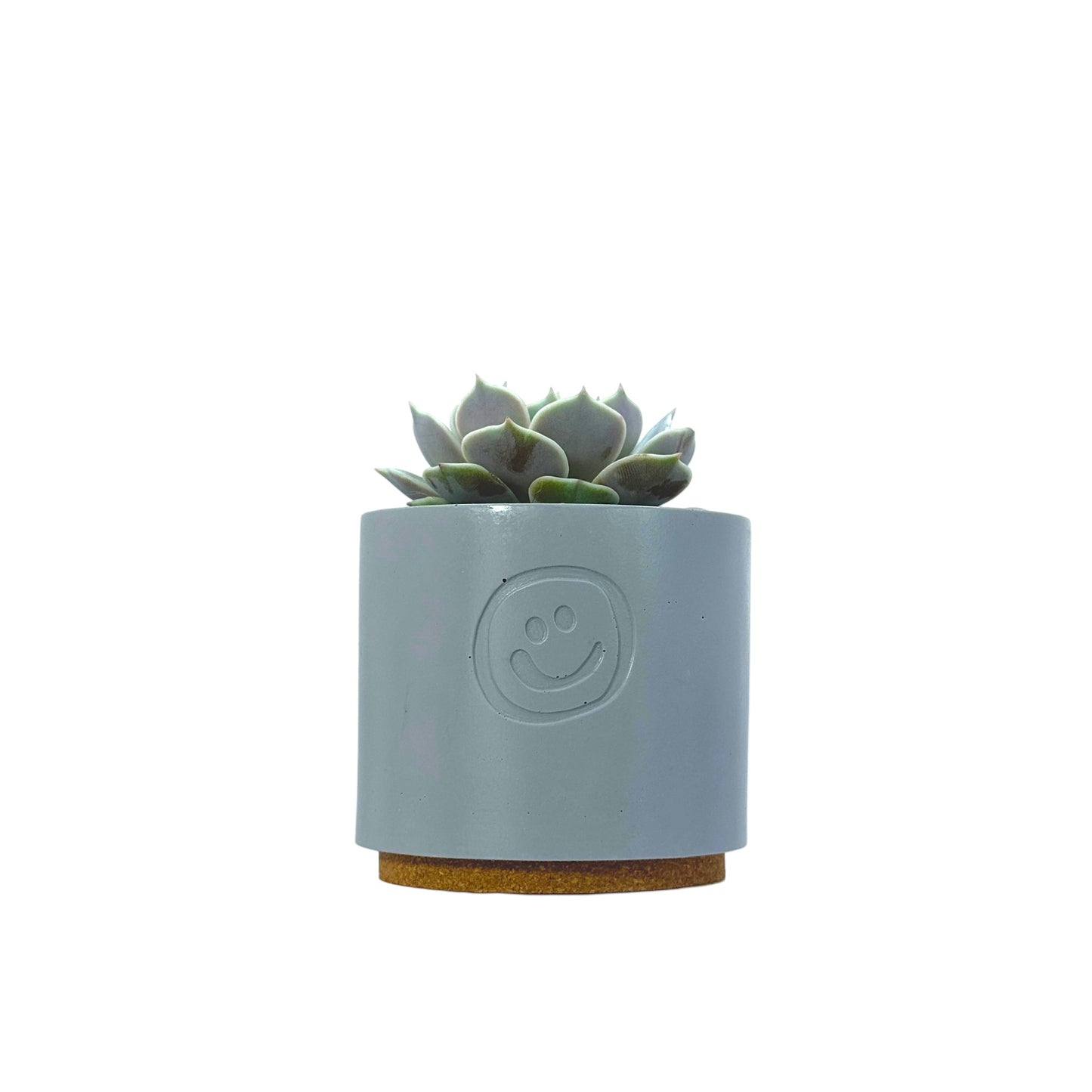 Echeveria Lola