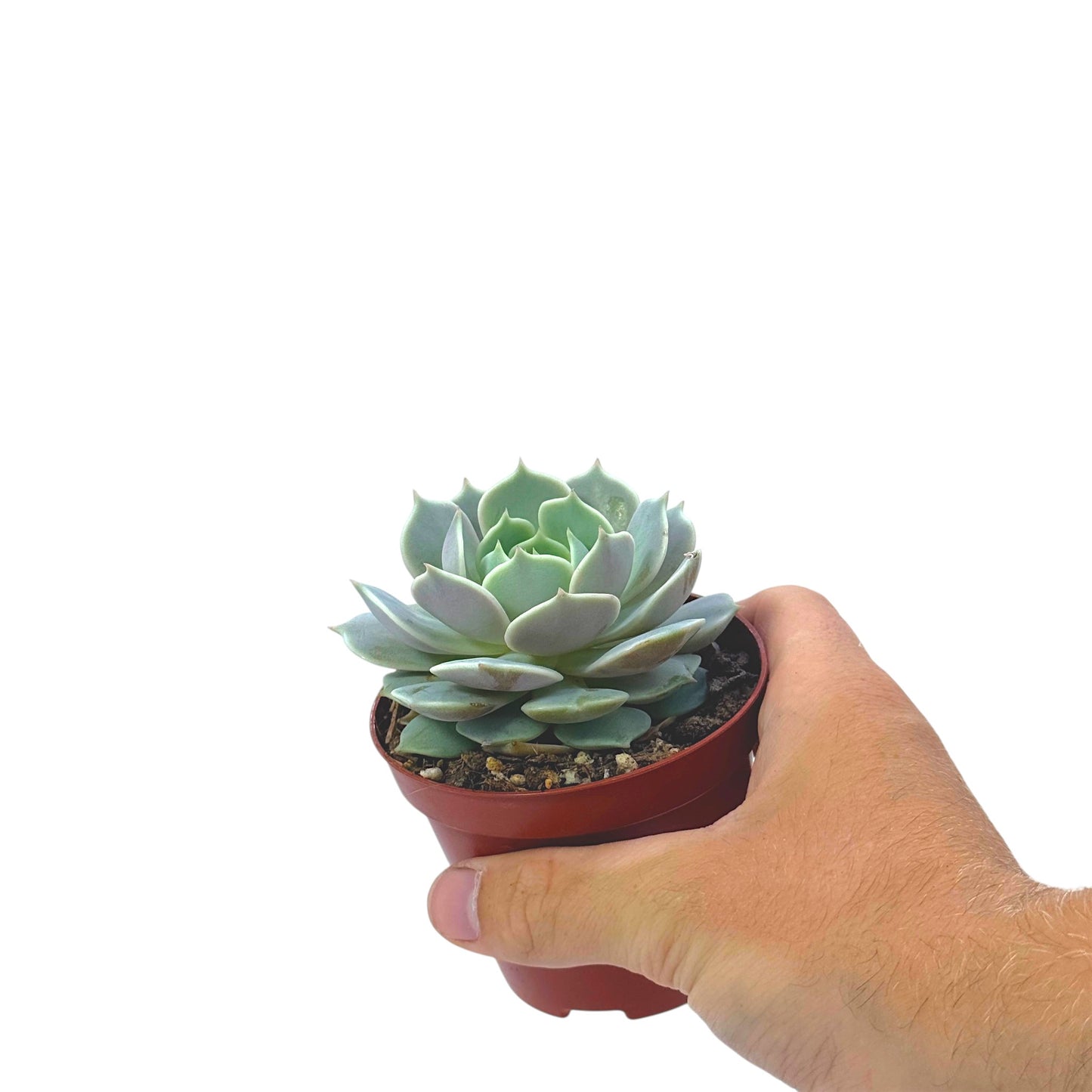 Echeveria Lola