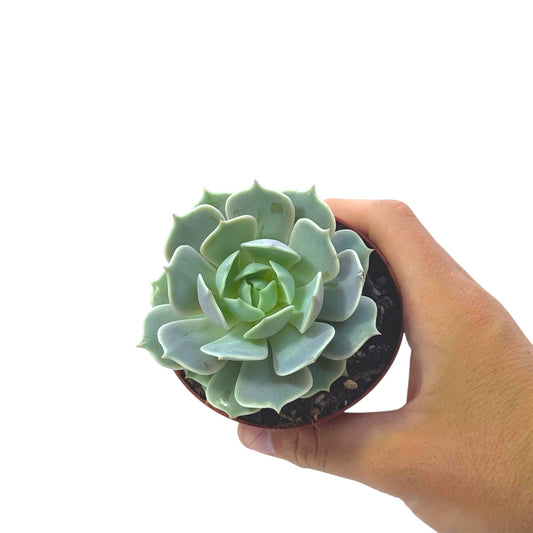 Echeveria Lola