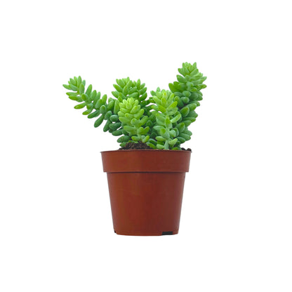 Sedum Burrito