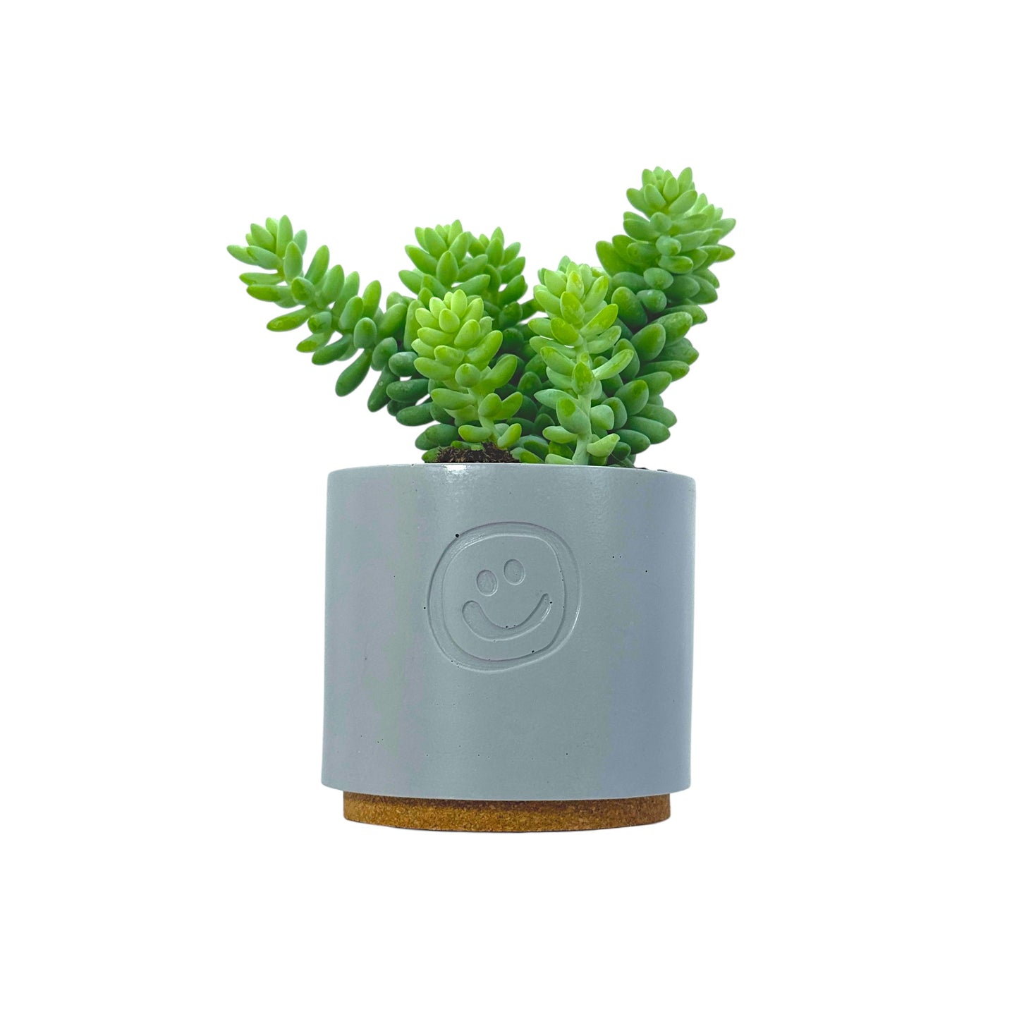 Sedum Burrito