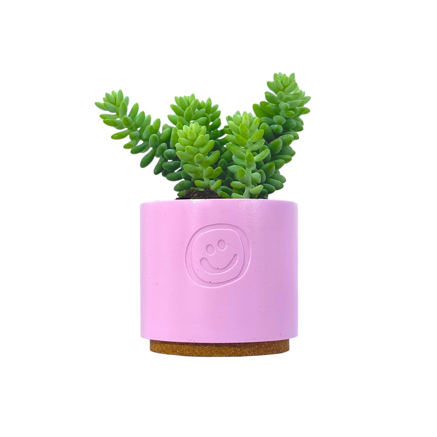 Sedum Burrito
