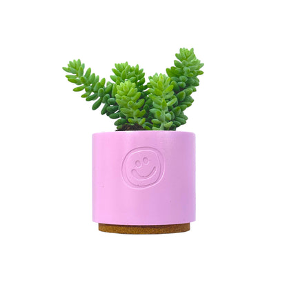 Sedum Burrito