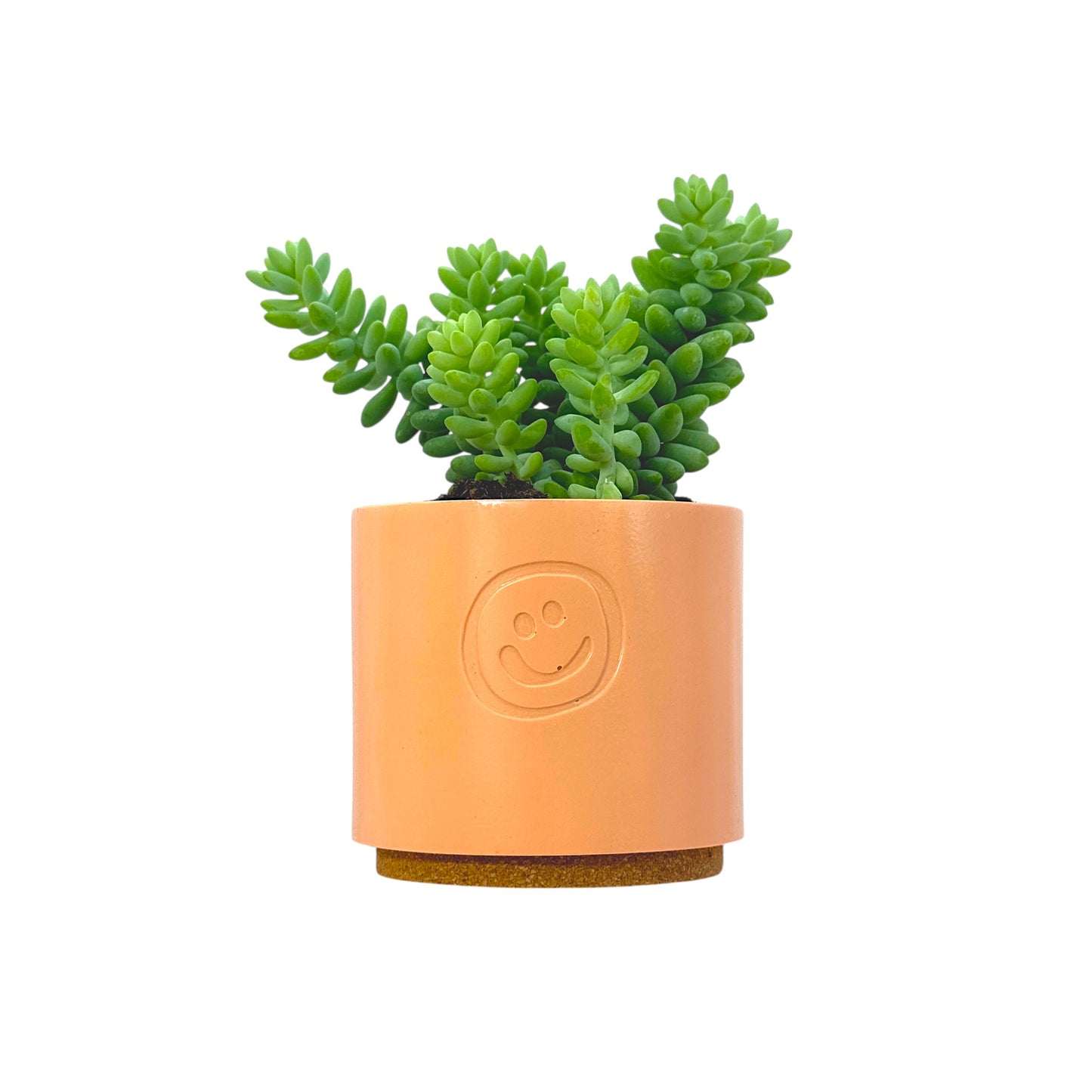 Sedum Burrito