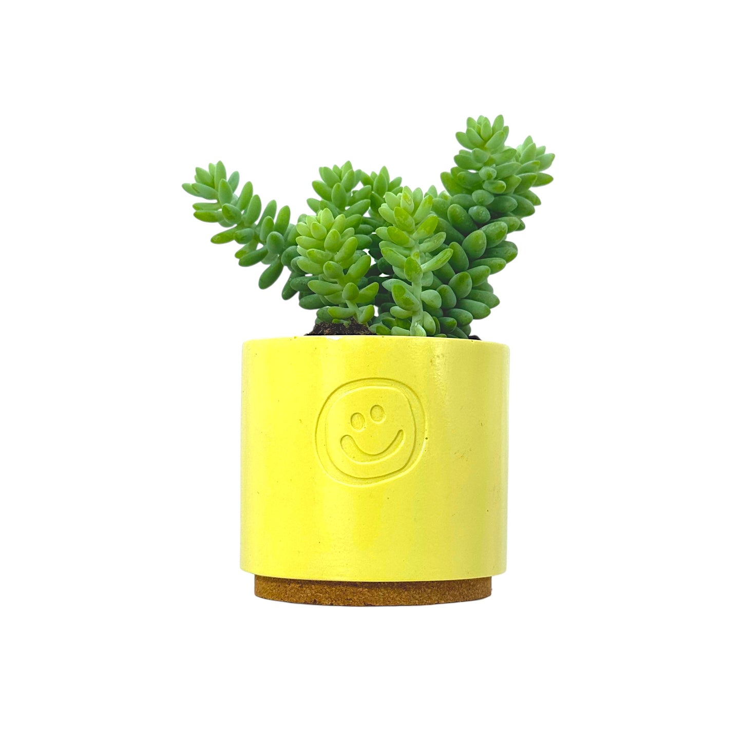 Sedum Burrito