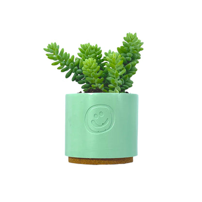 Sedum Burrito