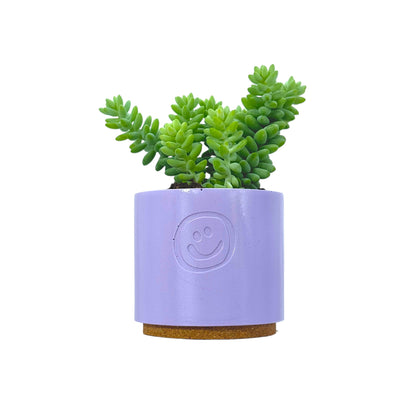 Sedum Burrito