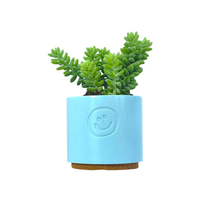 Sedum Burrito