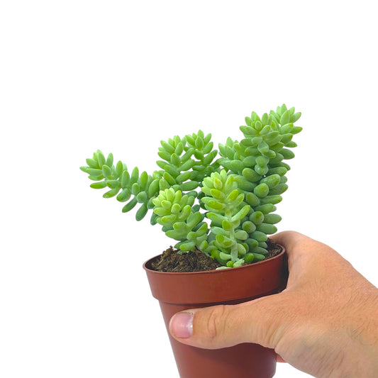 Sedum Burrito