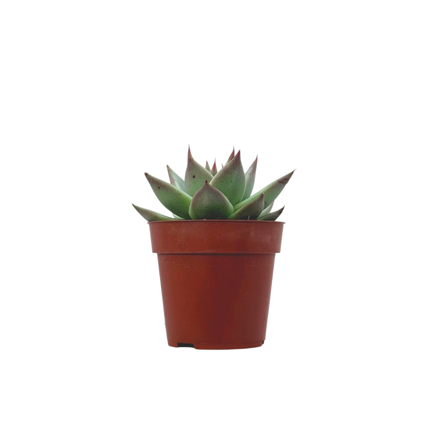 Echeveria Dark Line