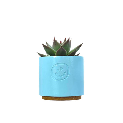 Echeveria Dark Line