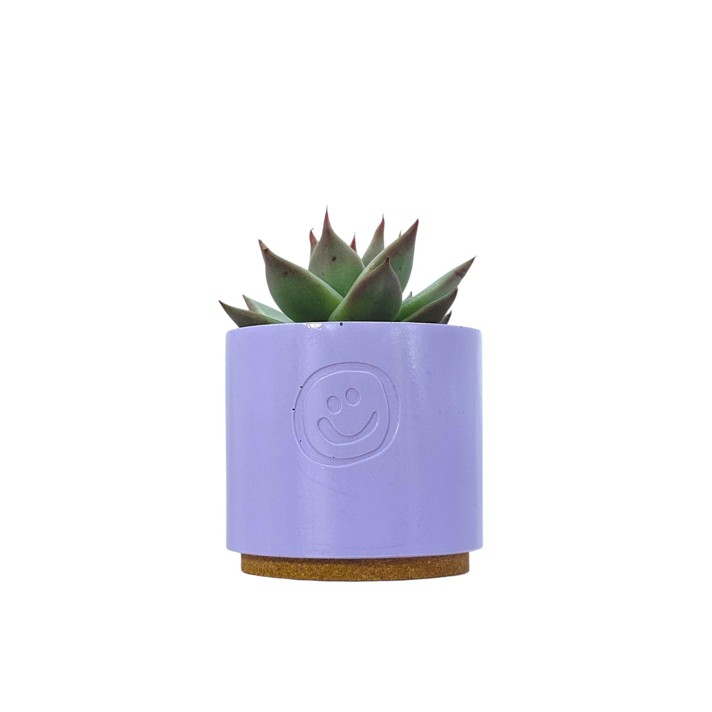 Echeveria Dark Line