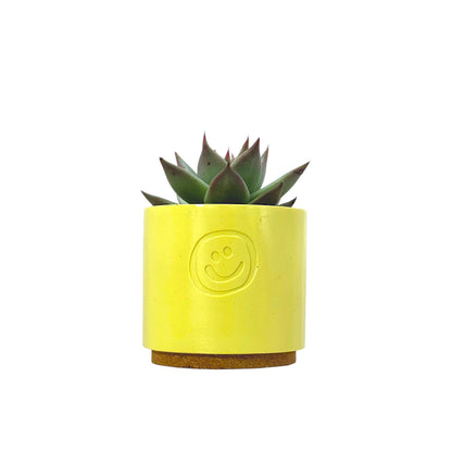 Echeveria Dark Line