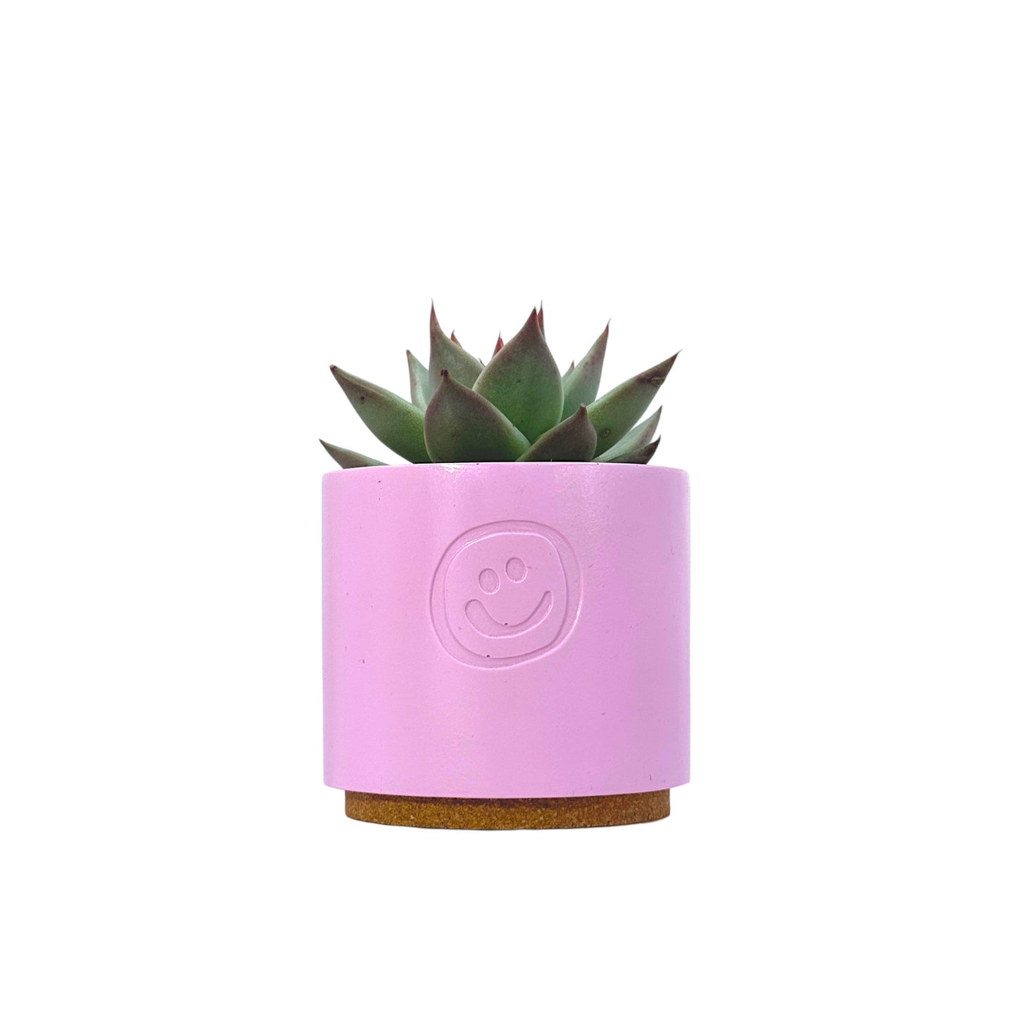 Echeveria Dark Line