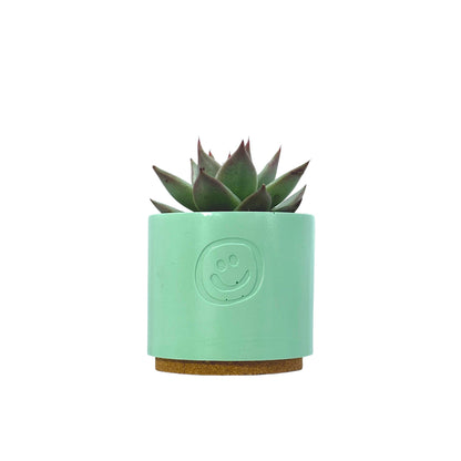 Echeveria Dark Line
