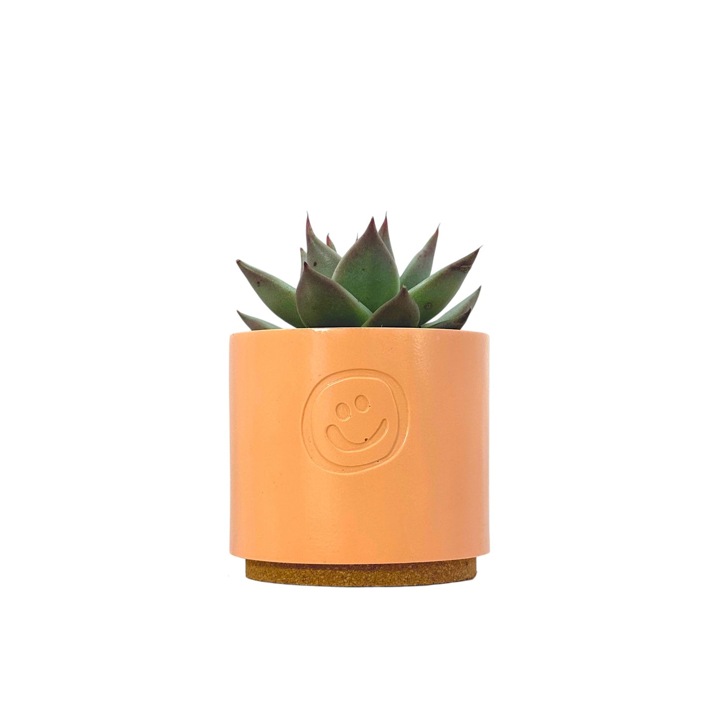 Echeveria Dark Line