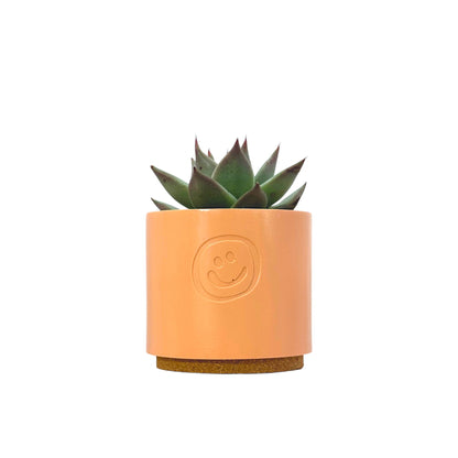 Echeveria Dark Line