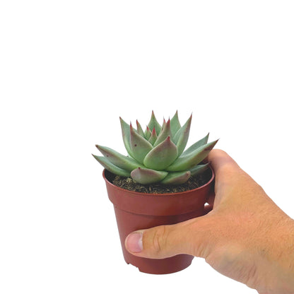 Echeveria Dark Line