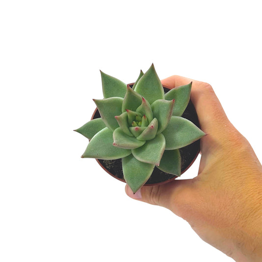 Echeveria Dark Line